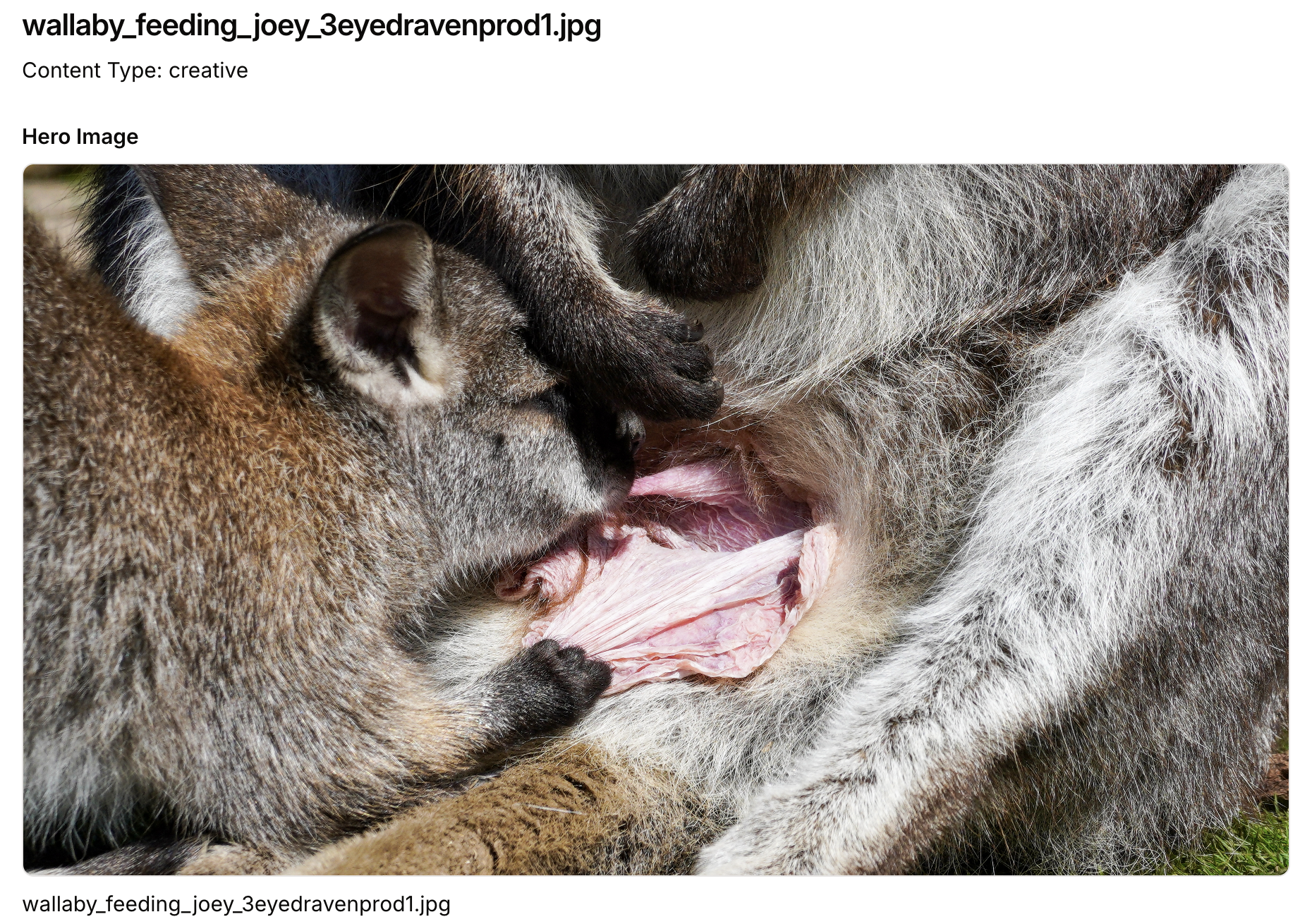 Original wallaby photograph used for SpeedData Pro metadata comparison
